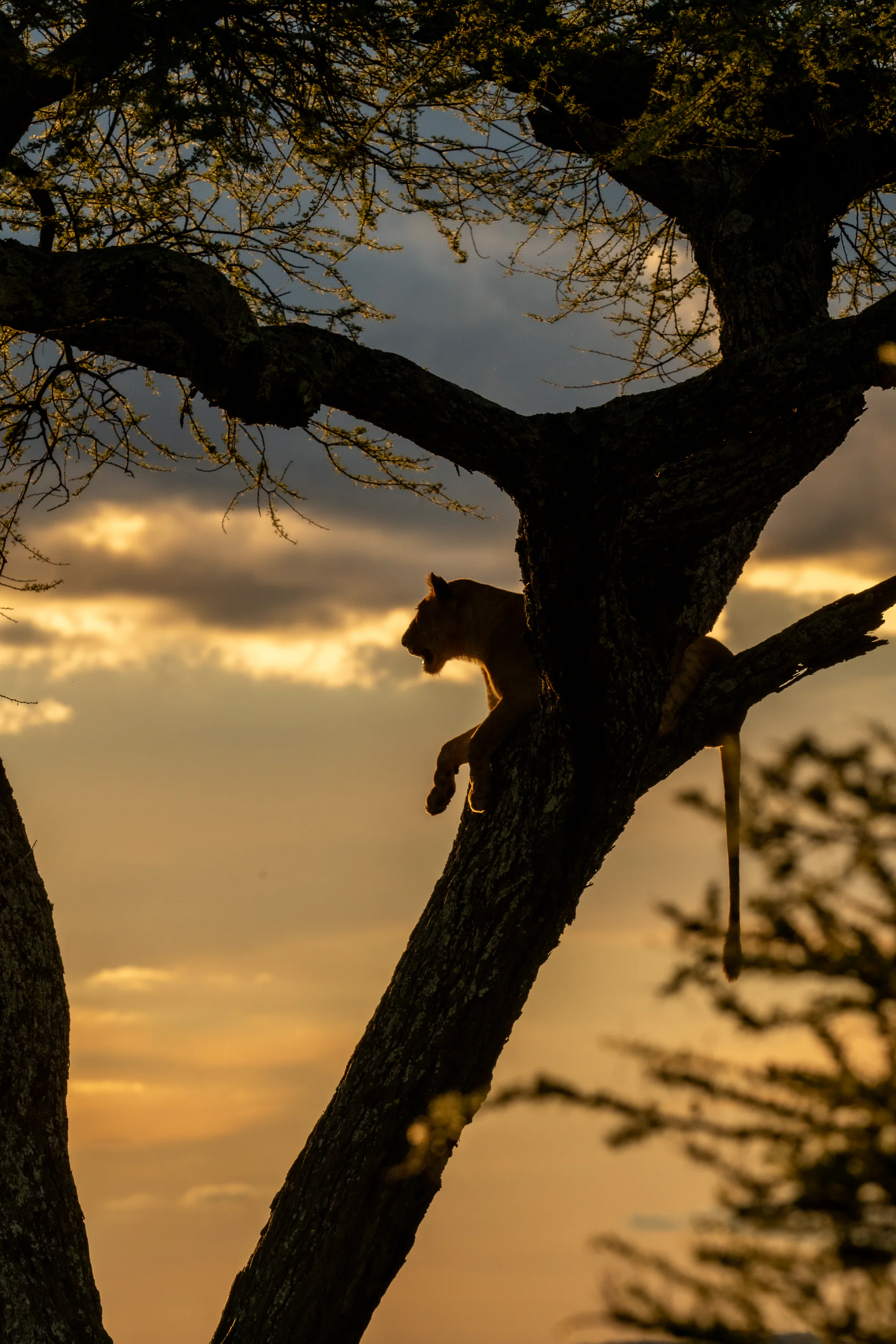 A lioness resting in an acacia at sunset on the Tanzanian plains.